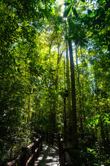 Mangrove forest in Krabi province of Thailand
