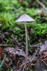 Mushrooms or Fungi in forrest autumn nature 