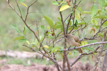 bird on a branch