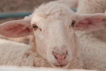 Cute sheep in farm thailand,sakon nakhon travel
