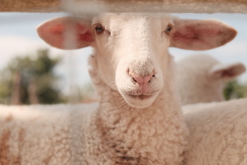 Cute sheep in farm thailand,sakon nakhon travel