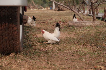 hen and chicks in park