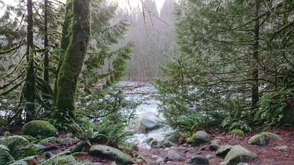 森と川 Forest and river