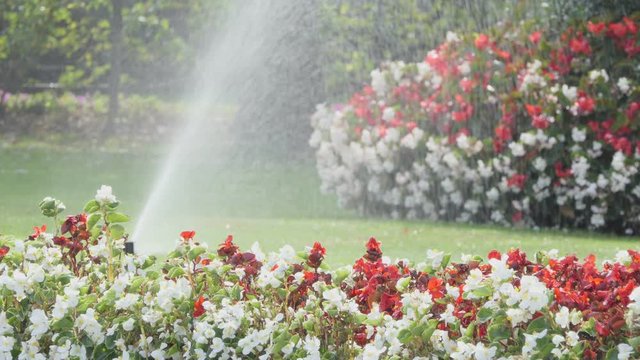 irrigation system of the lawn and roses in the park