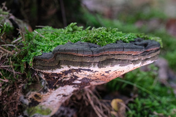 Mushrooms or Fungi in forrest autumn nature 