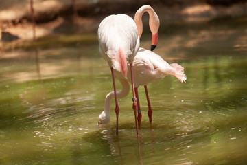 beautiful white and pink flamingo bird in nature