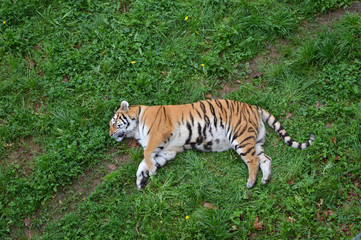 Tiger sleeping on a rainy day