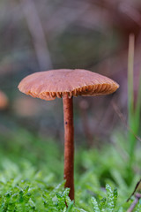 Mushrooms or Fungi in forrest autumn nature 