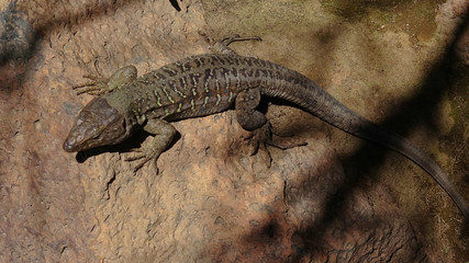 Lézard 