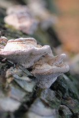 Mushrooms or Fungi in forrest autumn nature 