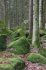 Inside the forest, autumn view