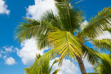 Fototapeta premium Shining palm leaves against blue sky with white clouds. Tropical background