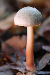 Mushrooms or Fungi in forrest autumn nature 
