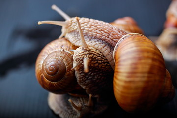 big snails crawling one on one in the studio