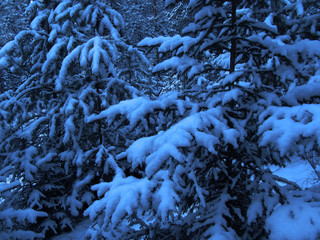 Dark blue christmas forest background. Snowy spruce. Christmas night in the forest scene
