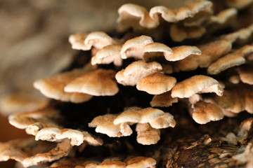 Mushrooms or Fungi in forrest autumn nature 