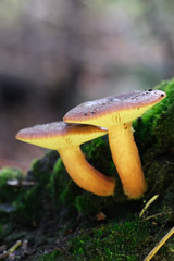 Mushrooms or Fungi in forrest autumn nature 
