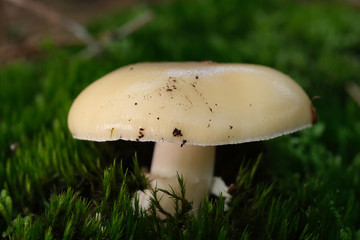 Mushrooms or Fungi in forrest autumn nature 