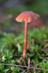 Mushrooms or Fungi in forrest autumn nature 