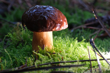 Mushrooms or Fungi in forrest autumn nature 