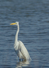 Great Egret Looking Left at Fort DeSoto Park, Florida