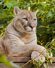 cougar sits on a platform surrounded by green leaves, a big cat.
