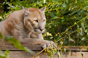 cougar sits on a platform surrounded by green leaves, a big cat.