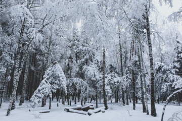 winter forest in the snow