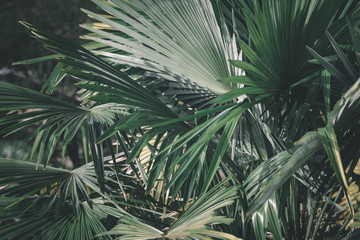 Prise de vue sur un feuillage de palmiers.