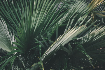 Prise de vue sur un feuillage de palmiers.
