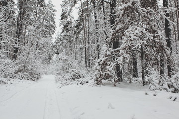 Fototapeta premium winter forest in the snow