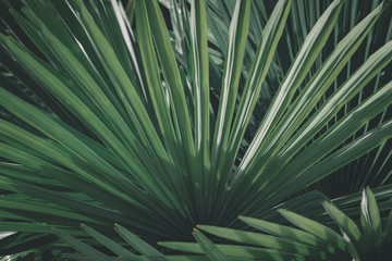 Prise de vue sur un feuillage de palmiers.