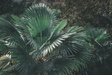 Prise de vue sur un feuillage de palmiers.