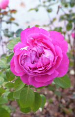 pink rose in the garden