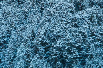 Beautiful winter landscape with snow covered trees