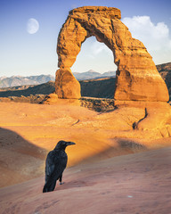 a wild crow in the beautiful Arches national park in front of the delicate arch at sunset, Utah, USA.