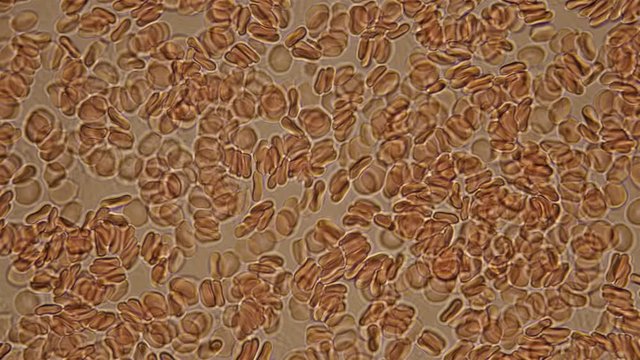 Blood under the microscope, the rapid movement of red blood cells in the blood 4K