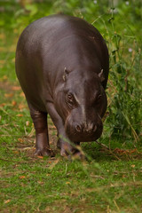 full face an attentive look among thickets of tall fresh green grass. cute plump little liberian west african hippo pygmy.