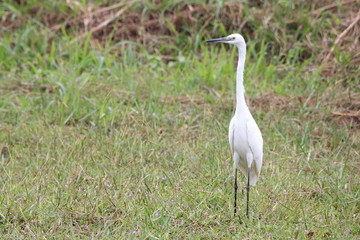 Naklejka premium Egret