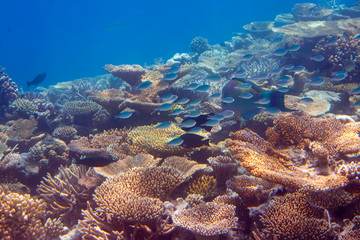 school of fish over coral reef