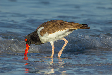 Oyster Catcher Probing for Food at Fort DeSoto Park, Florida
