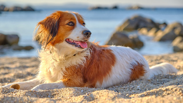 Kooikerhondje