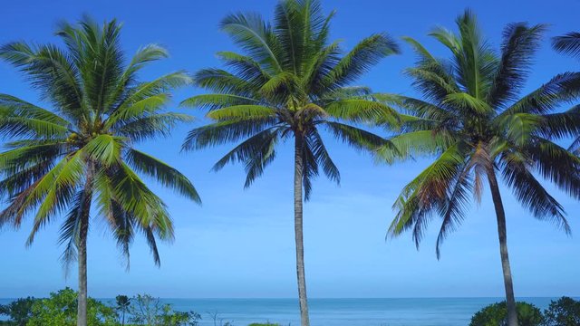 Beautiful wild island beach and palms Phuket Thailand sea and white sand and blue sky and beach loungers. Amazing summer travel vacation beach background. Turquoise sea water and coconut tree
