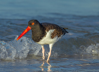 Oyster Catcher Walking Towards Photographer at Fort DeSoto Park, Florida