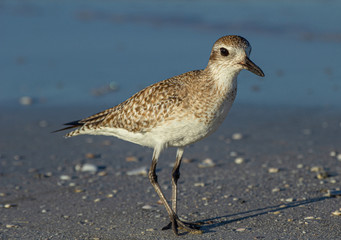 Curious Shorebird at Fort DeSoto Park, Florida