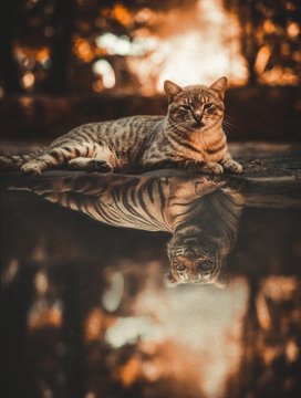 Vertical shot of a Toyger cat reflected in the water as a tiger - concept of inner strength