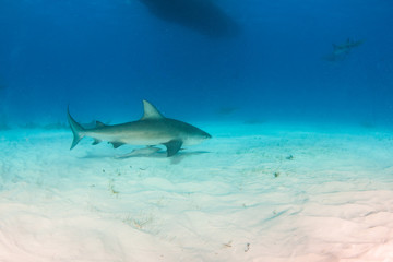 Obraz na płótnie Canvas Bull shark at the Bahamas