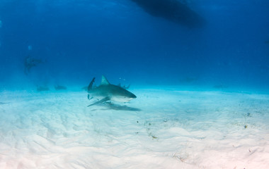 Fototapeta premium Bull shark at the Bahamas