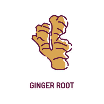 Ginger root color line icon. Spices, seasoning. Detox food ingredient. Pictogram for web page, mobile app, promo. Editable stroke.