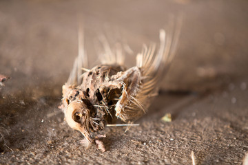 Skelett von einem Vogel